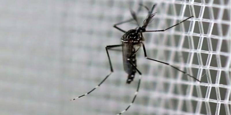 استفاده از حشره ای با دستکاری ژنتیکی برای کاهش جمعیت پشه ناقل زیکا